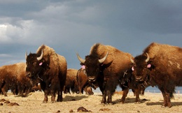 Mỹ: Đang tuyển chọn tình nguyện viên để bắn hạ hàng trăm con bò rừng ở hẻm núi Grand