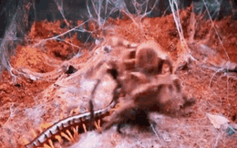 Rết khổng lồ Amazon chiến với nhện độc Tarantula, ai sẽ là kẻ chiến thắng?