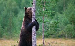 Gấu nâu cọ xát vào cây sẽ hấp dẫn và nhiều bạn tình hơn