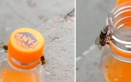"Không thể tin nổi": Video bắt quả tang 2 con ong phối hợp để mở nắp một chai nước ngọt?