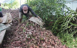 Điêu đứng vì khoai lang chưa tới 1.000 đồng/kg
