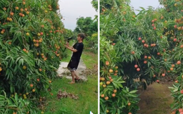 Thanh niên khoe vườn vải thiều rộng bao la, quả chín trĩu cả cành "chẳng ai thèm hái": Sang đến nhiều địa phương giá không rẻ tí nào!