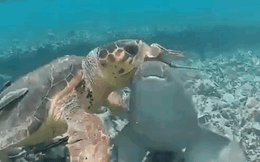 Rùa biển 'to gan' chủ động tấn công cá mập: Điều gì khiến nó tự tin đến thế?