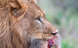 Chụp khoảnh khắc sư tử ngậm con mồi trong miệng, nhiếp ảnh gia phóng to ảnh xem mới nhận ra sự thật đau lòng