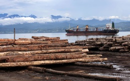 "Nuốt chửng" 90% gỗ ở Thái Bình Dương: Trung Quốc thu lãi đậm từ hoạt động bất hợp pháp