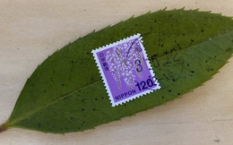 Đẳng cấp dịch vụ bưu chính Nhật Bản: Chỉ cần dán tem, một chiếc lá cũng được chuyển giao nguyên vẹn