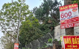 Đất nền hết 'sốt', nhà đầu tư đổ xô 'săn' căn hộ?