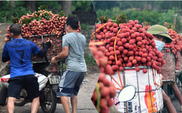 Bắc Giang: Kiếm tiền triệu từ việc đẩy xe chở vải lên dốc cầu phao trong mùa thu hoạch
