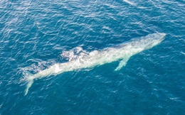 Khám phá quần thể cá voi xanh bí ẩn nhờ máy dò bom hạt nhân