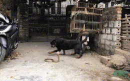Hổ mang Trung Quốc bị chó dữ Rottweiler cắn xé tơi bời, quằn quại