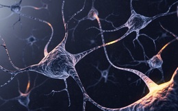 Não bộ của bạn có bao nhiêu neuron thần kinh? Và chúng đang làm gì trong đó?