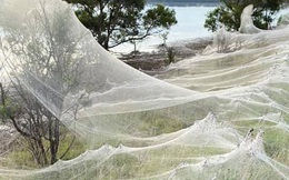 Mạng nhện khổng lồ kinh hồn ở Úc