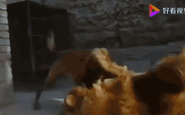 Clip: Cố tình khiêu chiến, chó Becgie bị chó ngao Tây Tạng "khóa mõm"