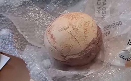 Mở gói hàng kiểm tra, bất ngờ phát hiện trứng khủng long tiền sử 159 triệu năm tuổi