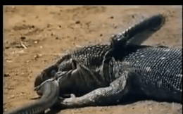 Cầy Mangut bị kỳ đà 'hớt tay trên' khi hạ gục rắn hổ mang ngay trước mắt