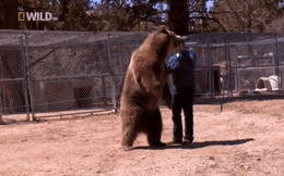 Kinh hoàng gấu xám đột ngột cắn vào cổ người huấn luyện mình - kết cục bi thảm