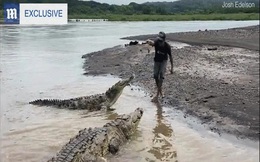 Video: Liều mạng "dụ" cá sấu hoang dã khổng lồ dài hơn 5 mét lên bờ rồi cho ăn