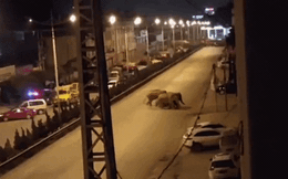 Đàn voi 15 con "xổng chuồng" đi vào thành phố khiến giới chức lẫn dân chúng đứng ngồi không yên