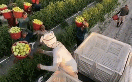 Đã mắt trước cảnh thu hoạch cà chua toàn bằng sức người nhưng nhanh và chuyên nghiệp chẳng kém gì máy móc