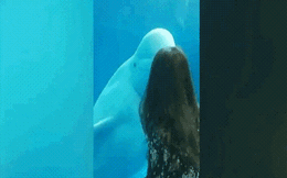 Clip: Cá voi trắng hài hước hù doạ khách tham quan