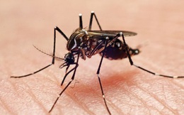 Cố ý thả hàng chục ngàn con muỗi đột biến mang ''gen tử thần'' vào bầu trời Florida để làm gì?