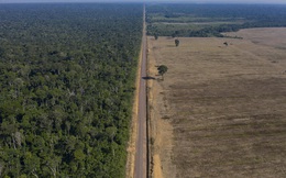 Kỷ lục đáng buồn: 1.180 km² rừng Amazon tại Brazil bị phá hủy trong tháng 5