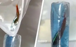 Tiệm nail bị chỉ trích vì nhét cá còn sống vào móng tay của khách, hứa sẽ bảo hành nếu... cá chết