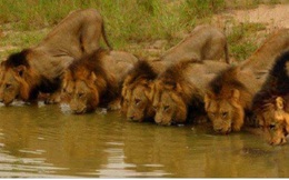 Mapogo: Liên minh 6 con sư tử đực thống lĩnh đồng cỏ châu Phi