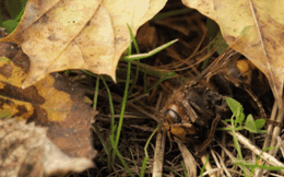 Hành động đáng sợ của bầy ong thợ khi mùa đông đến: Vứt bỏ con non, thanh trừng cả ong chúa