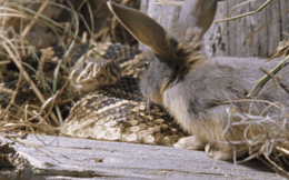 Tung cú cắn chí mạng nhưng thỏ lại chạy mất, rắn đuôi chuông làm thế nào để lần theo con mồi?