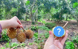 Trái sầu riêng "tí hon" nhất Việt Nam: Kích thước chỉ bằng một quả chôm chôm, xẻ ra bên trong đảm bảo ai cũng té ngửa