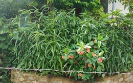 Một hộ dân trồng cả trăm cây cần sa trong vườn nhà