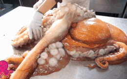 Cận cảnh chế biến bạch tuộc 'siêu to khổng lồ' 40kg của đầu bếp Nhật Bản
