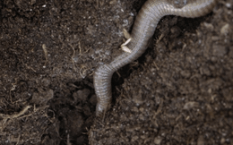 Kỳ lạ loài rắn độc chỉ thích chui xuống đất để kiếm ăn, cái tên nghe cũng rất 'oái oăm'!