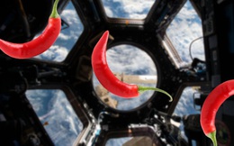 Lần đầu tiên phi hành gia trồng ớt trên Trạm vũ trụ quốc tế ISS