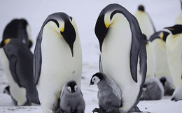 1001 thắc mắc: Vì sao lông chim cánh cụt không bao giờ bị đông đá?