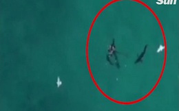 Úc: Ngồi ban công cho flycam lượn trên biển, phát hiện cảnh hãi hùng