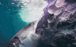 Đàn cá mập ‘xẻ thịt’ cá voi khổng lồ, đánh chén bữa ăn thịnh soạn