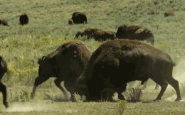 Hàng nghìn con bò Bison 1,2 tấn lao vào chiến đấu để tranh giành bạn tình