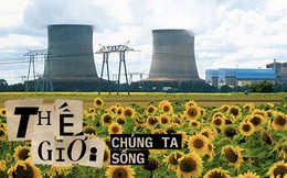 Đồng hoa hướng dương khổng lồ mọc lên ngay cạnh nhà máy Fukushima sau thảm họa hạt nhân ''chết chóc nhất lịch sử'': Chuyện bí ẩn gì đây?