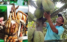 Cua biển Kiên Giang, sầu riêng Đắk Lắk lại rớt giá