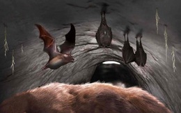 Phát hiện dấu tích của dơi khổng lồ hút máu trong hang "quái thú"