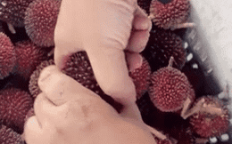 Loại quả cực hiếm đang khiến dân mạng Việt bàn tán xôn xao: Vỏ ngoài giống thanh mai nhưng ruột thì lại là… chôm chôm?