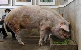 Chú lợn 'sống sót thần kì sau trận động đất năm 2008 ở Tứ Xuyên' chết già trong bảo tàng