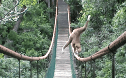Vượn trình diễn thăng bằng trên cầu khiến du khách thích thú