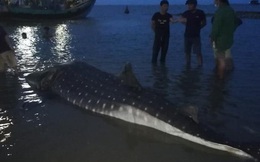 Clip: Phát hiện cá lạ nặng hơn một tấn trôi dạt vào bãi biển ở Nghệ An