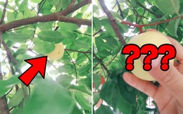 Trồng được loại quả ngọt thơm trước nhà, dù nhiều người hỏi mua nhưng gia đình chàng trai nhất quyết không bán vì một lý do