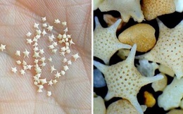 Bãi biển Nhật Bản có cát hình ngôi sao khiến du khách mê mẩn
