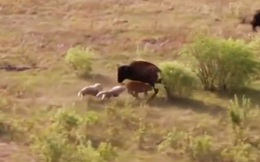 Clip: Bò rừng bison chiến đấu với chó sói bảo vệ con