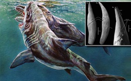 ''Siêu cá mập'' Megalodon tấn công cá nhà táng khổng lồ trong cuộc đấu sinh tử